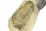 Zlichovaspis Trilobite With Crotalocephalina - Atchana, Morocco #363239-8